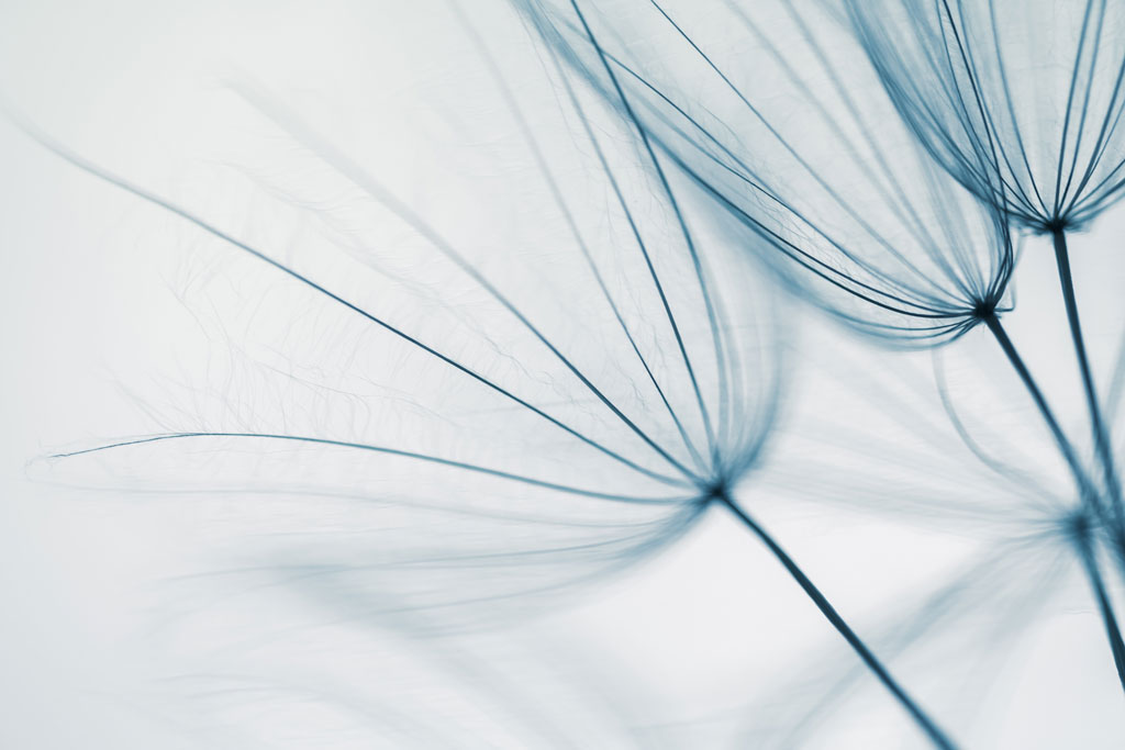 Nahaufnahme von 4 Pusteblumenblüten in bläulichem Licht