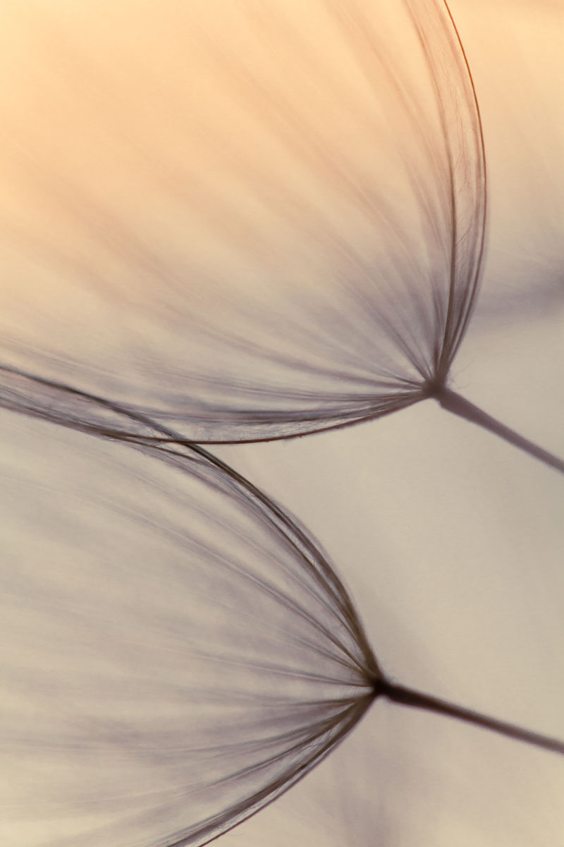 Nahaufnahme von 2 Pusteblumen in rötlich-dunkelblauen Licht