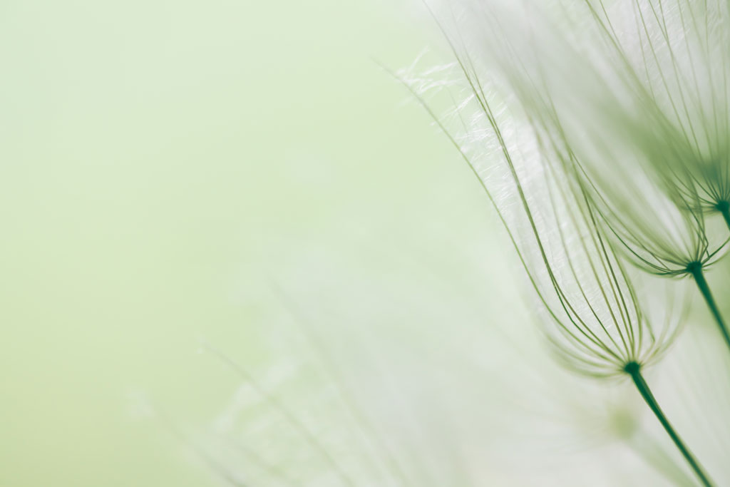 Nahaufnahme von 3 Pusteblumen in grünlichem Licht